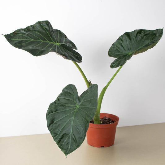 Alocasia 'Regal Shield'