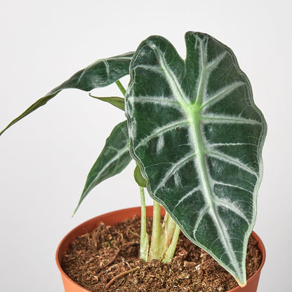 Alocasia Amazonica 'Bambino' - 4" Pot