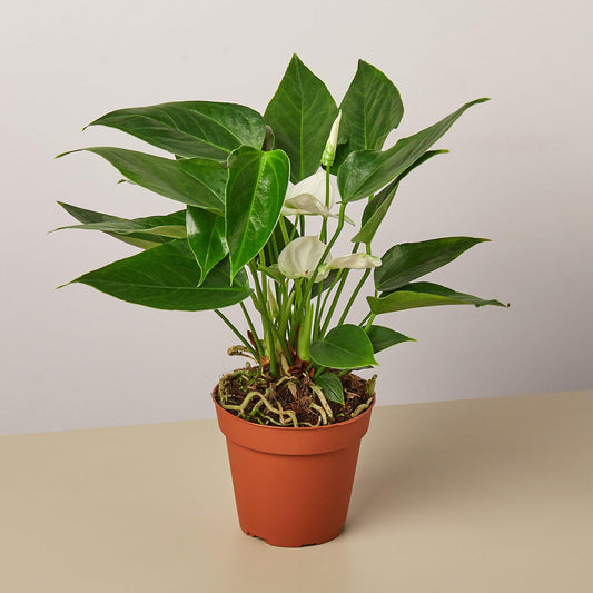 Anthurium 'White'