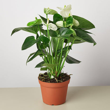 Anthurium 'White'