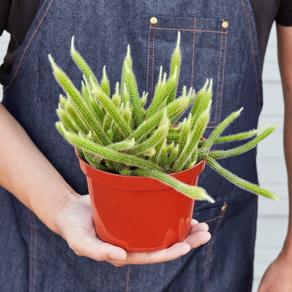 Rat Tail Cactus