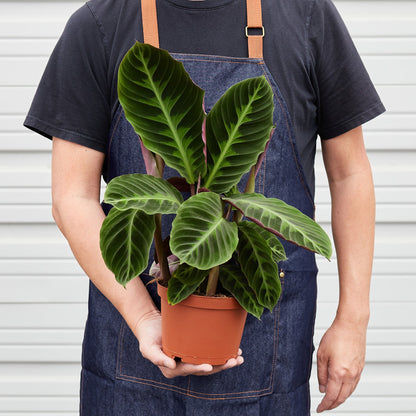 Calathea 'Warscewiczii'