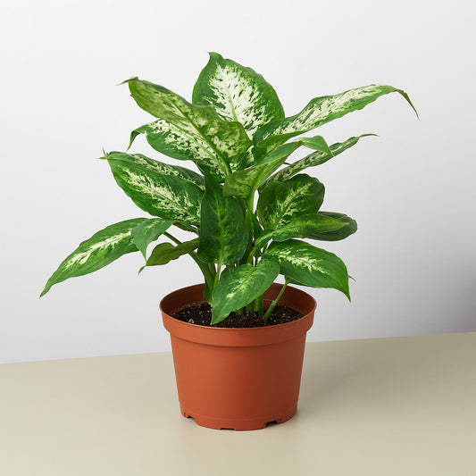 Dieffenbachia 'Tropic Snow'