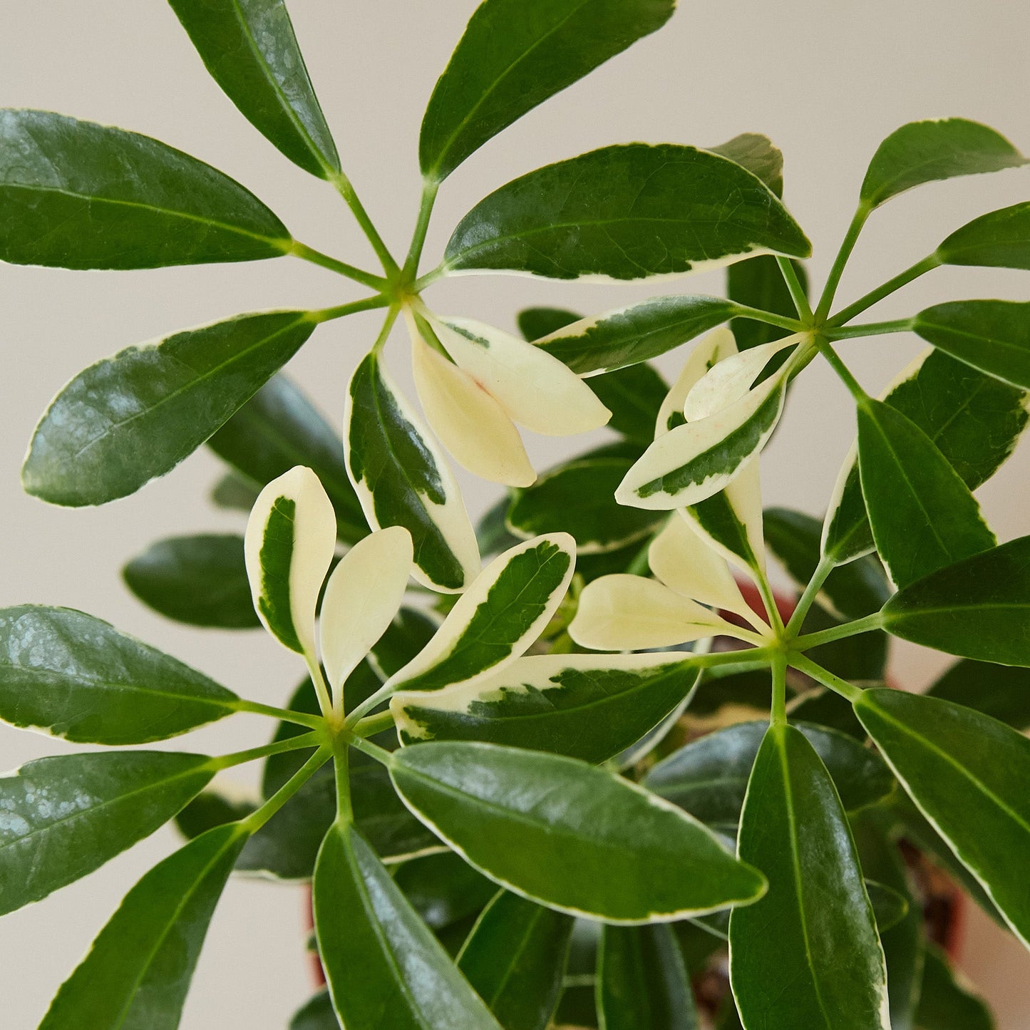 Schefflera 'Moonlight'