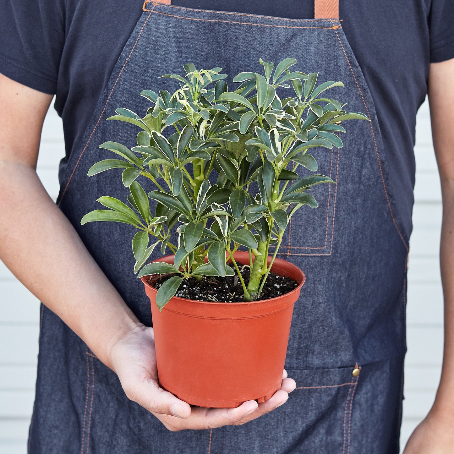 Schefflera 'Moonlight'