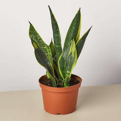 Snake Plant 'Gold Flame'