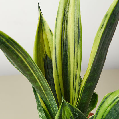 Snake Plant 'Gold Flame'