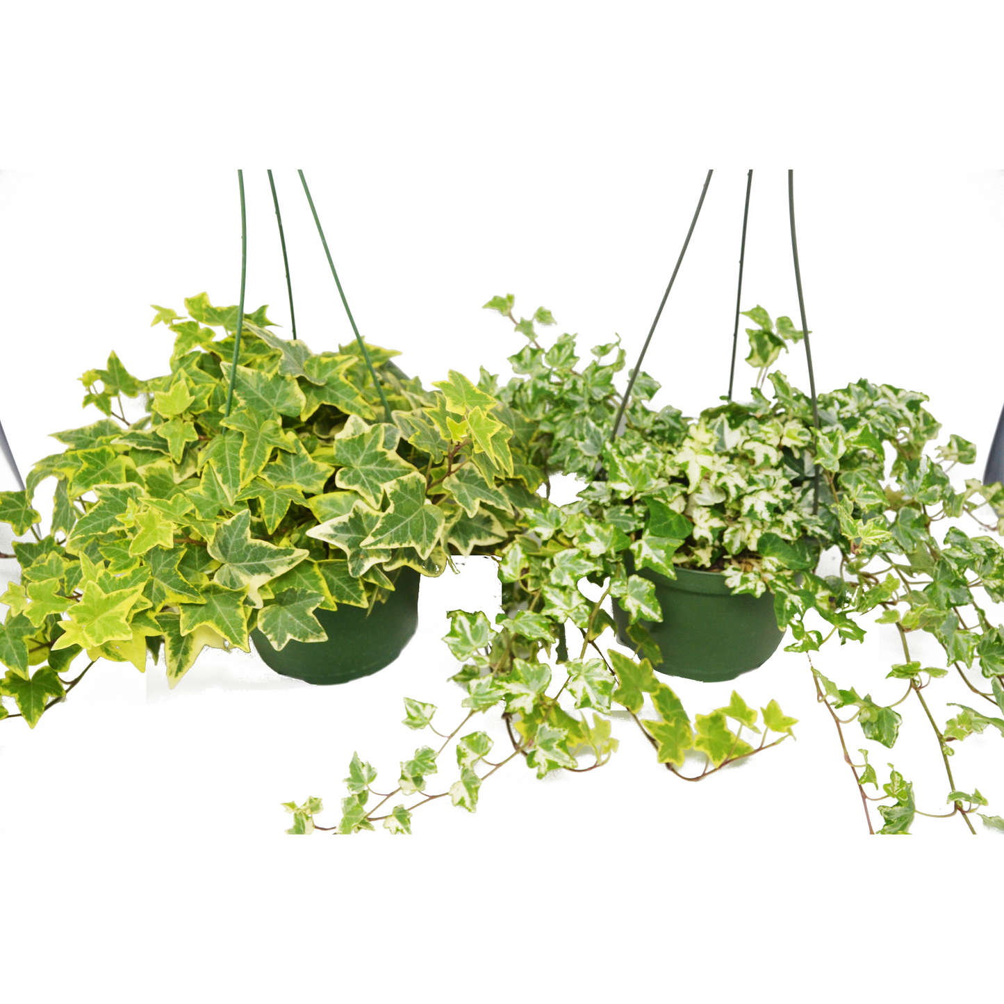 2 English Ivy Variety Pack - FREE Care Guide - 6" Hanging Pot