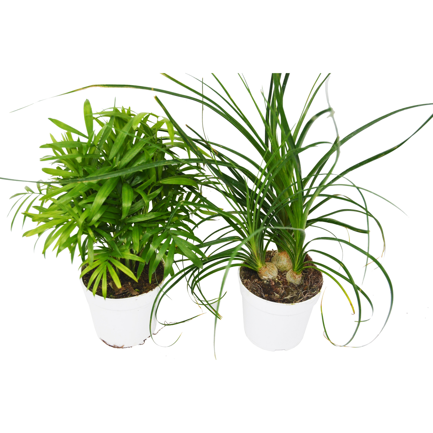 2 Palm Variety Pack / 4" Pots / Live Plant / House Plant