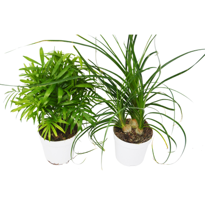 2 Palm Variety Pack / 4" Pots / Live Plant / House Plant