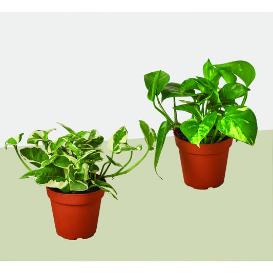 2 Pothos Variety Pack / 4" Pot / Live Plant / Home and Garden Plants