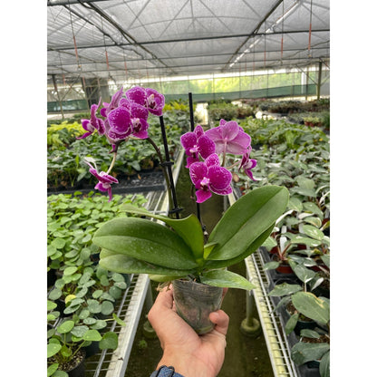 Orchid 'Purple Spotted Phalaenopsis'