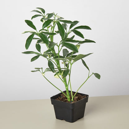 Schefflera 'Moonlight'