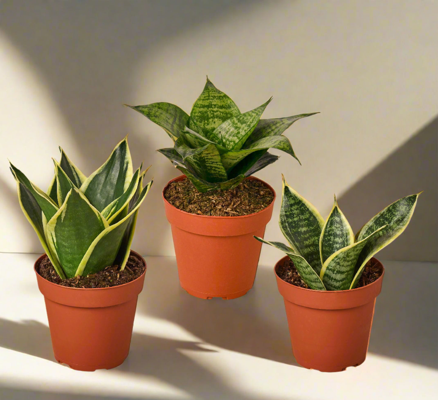 3 Different Snake Plants in 4" Pots - Sansevieria - Live Plant - FREE Care Guide