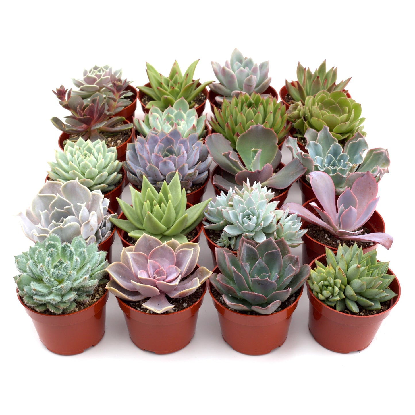 Rosette Succulent Variety Packs