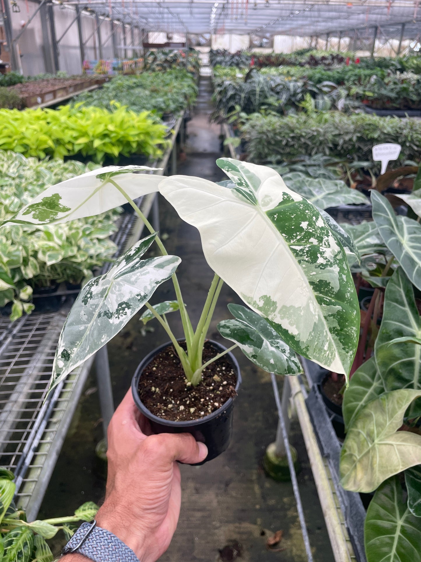 Alocasia Micholitziana 'Frydek' Variegated