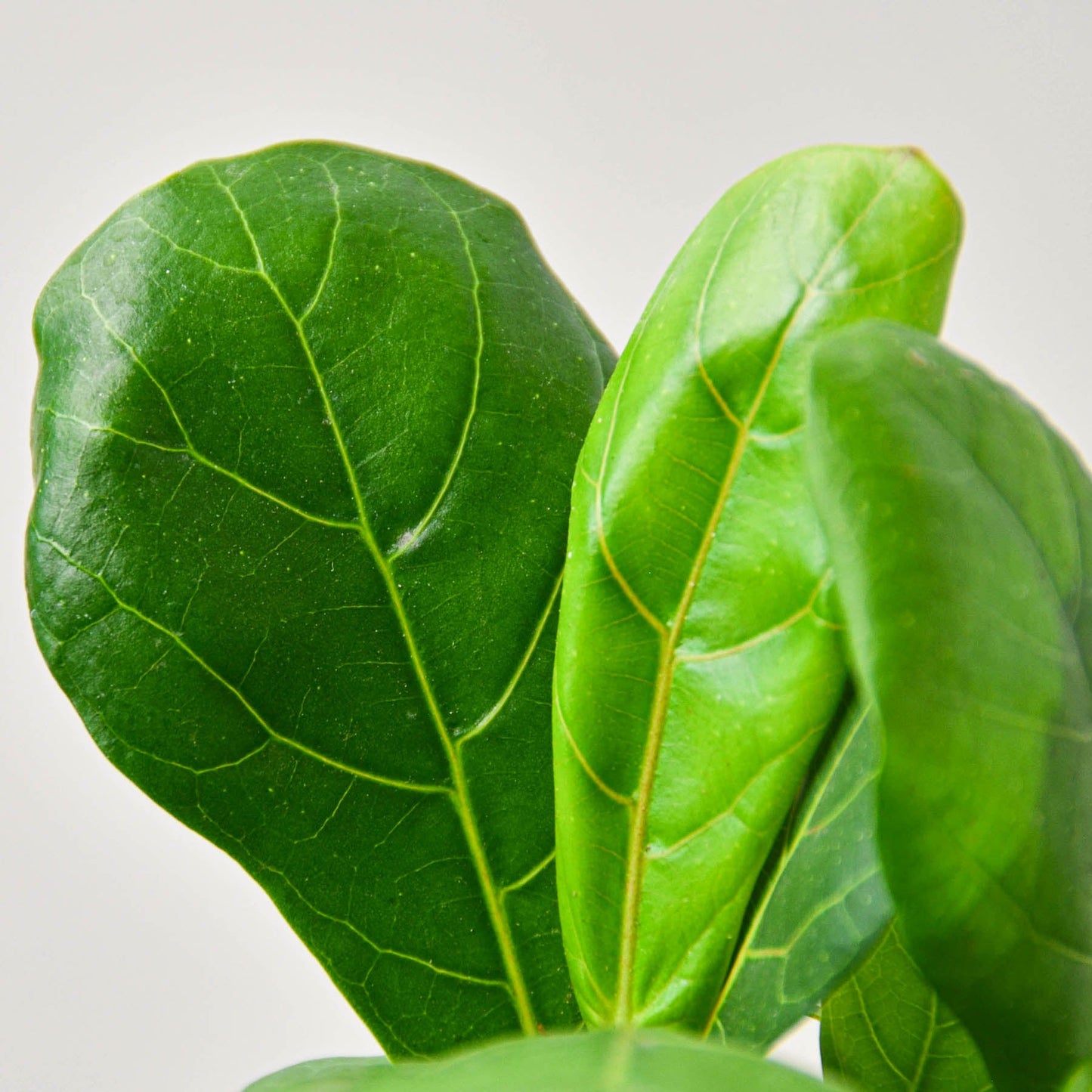 Ficus Lyrata 'Fiddle Leaf Fig'