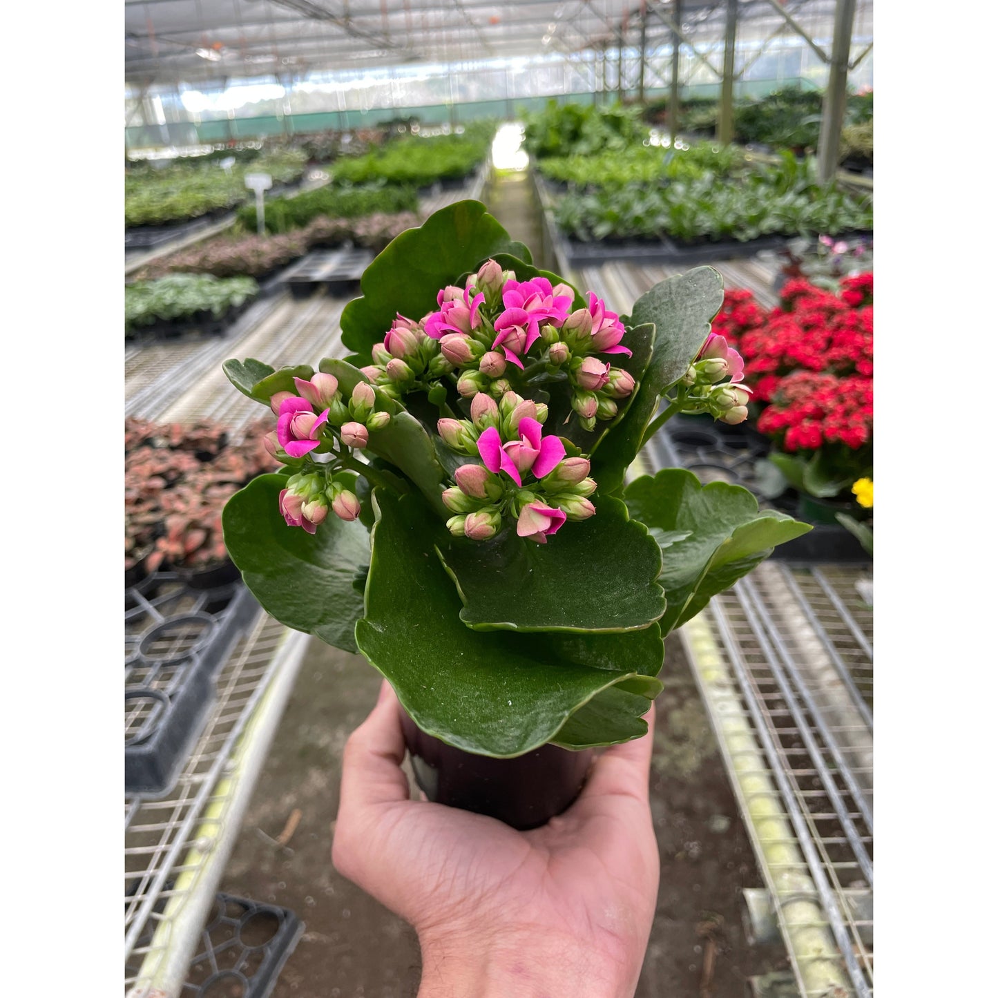 Kalanchoe