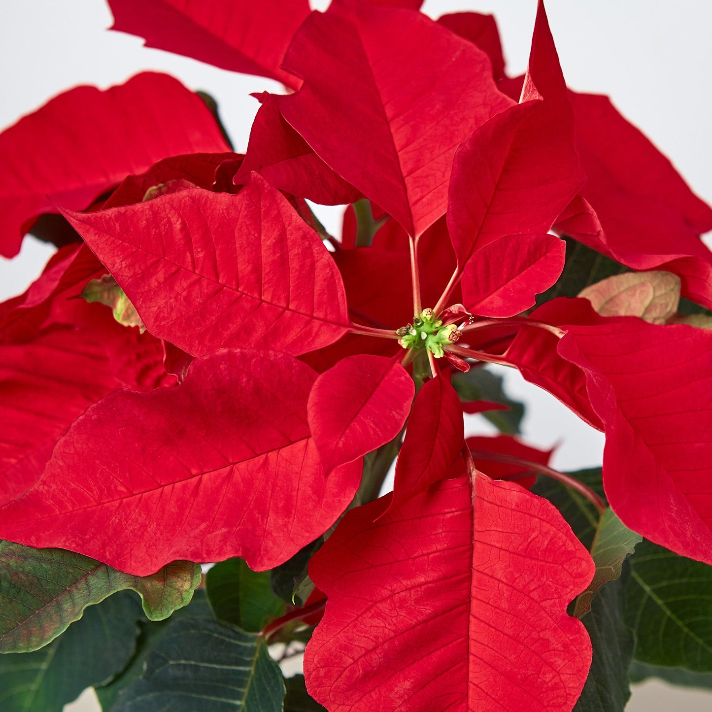 Poinsettia 'Red'