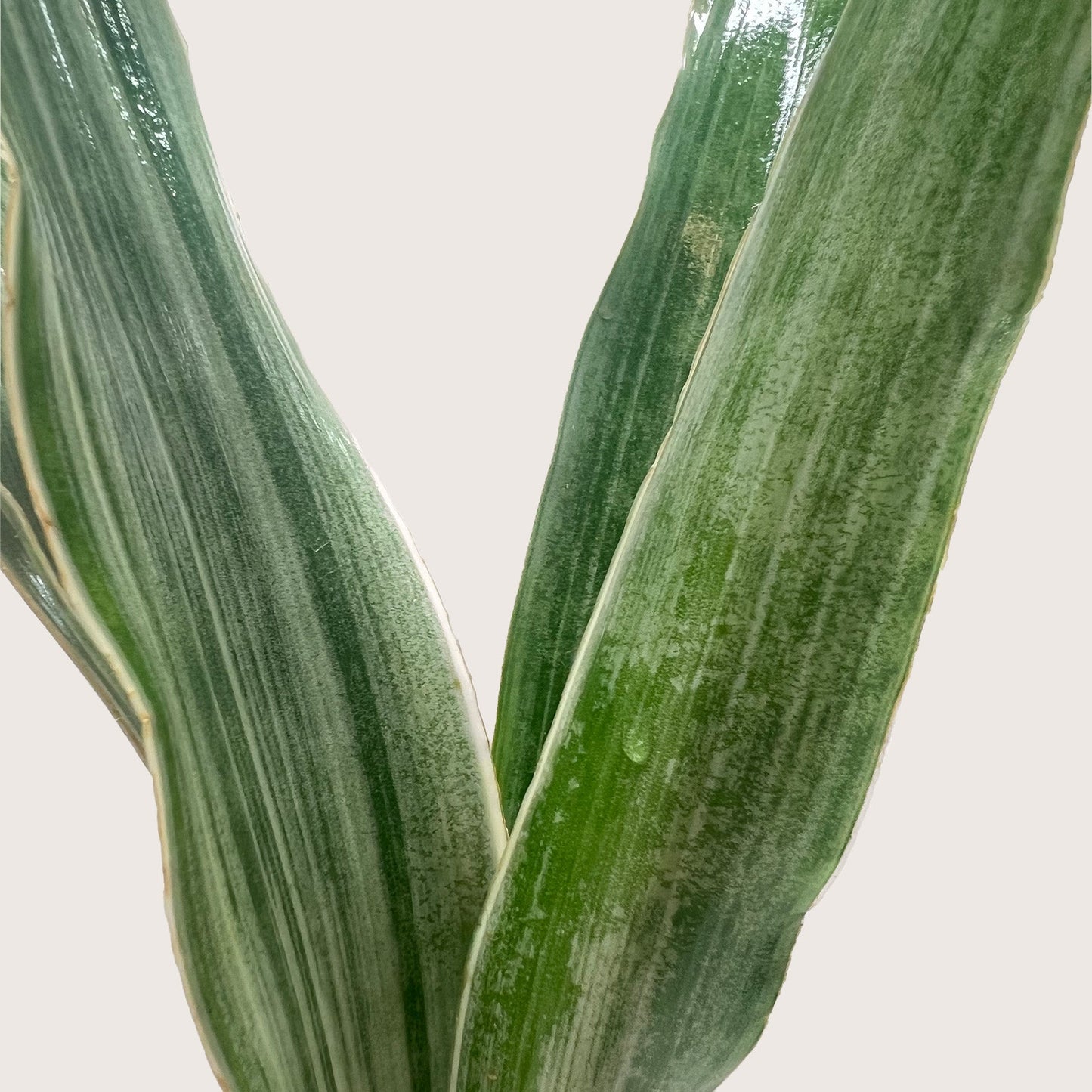 Snake Plant 'Sayuri'