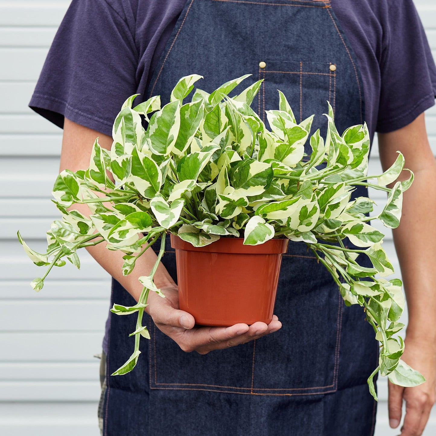 Pothos 'N'joy'