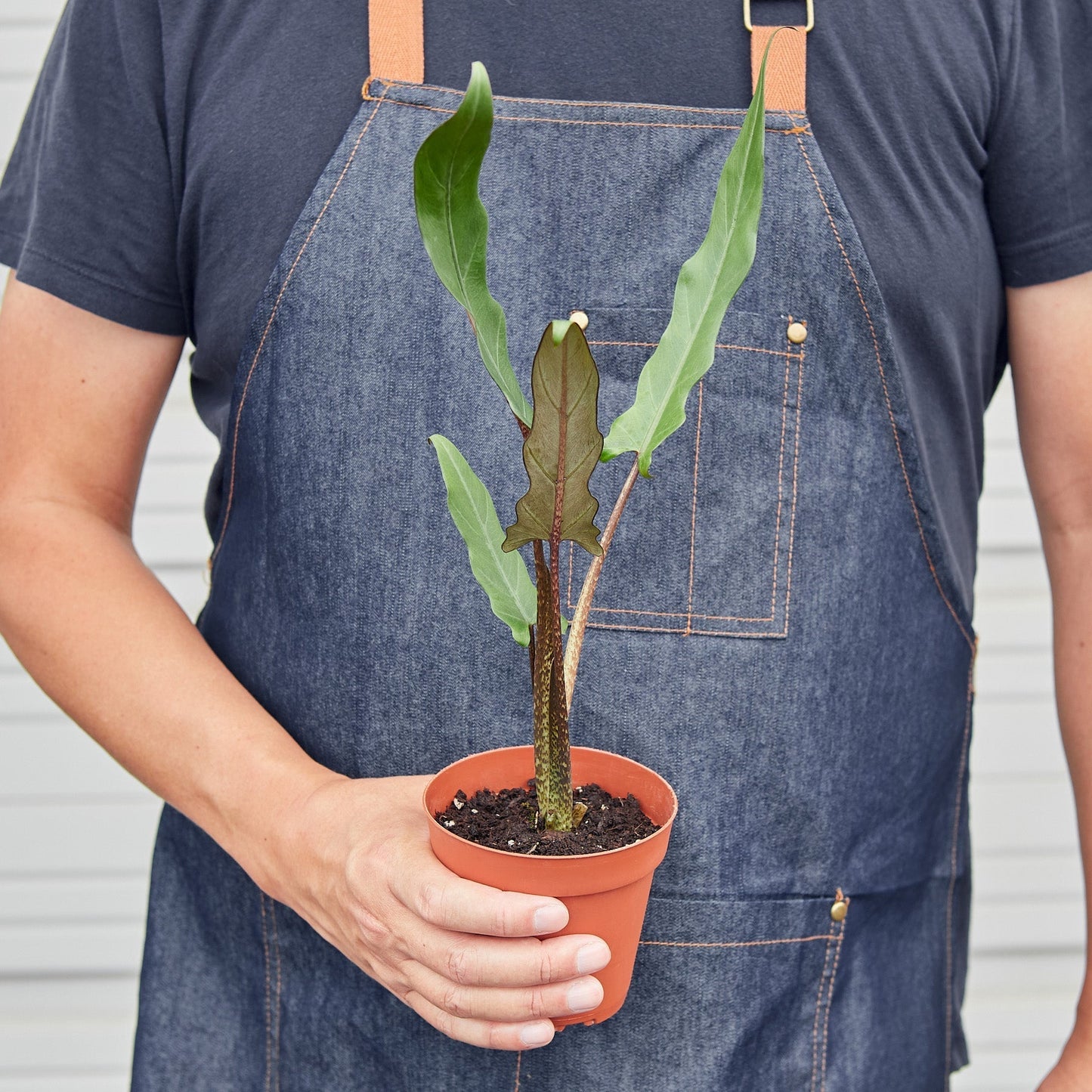 Alocasia 'Purple Sword'