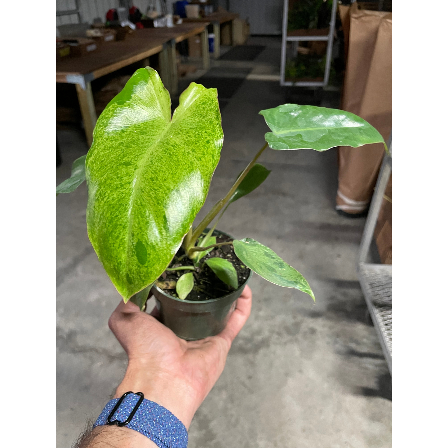 Philodendron 'Paraiso Verde'