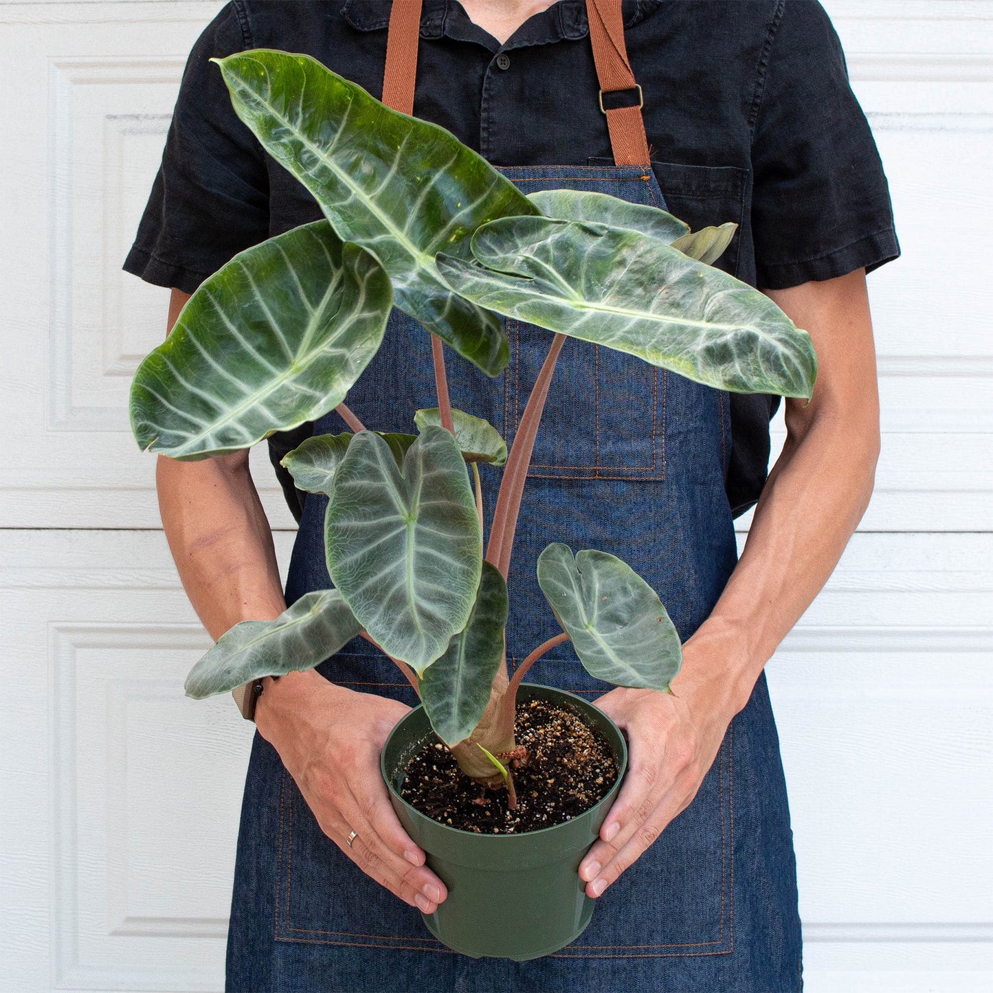 Alocasia Pink Dragon