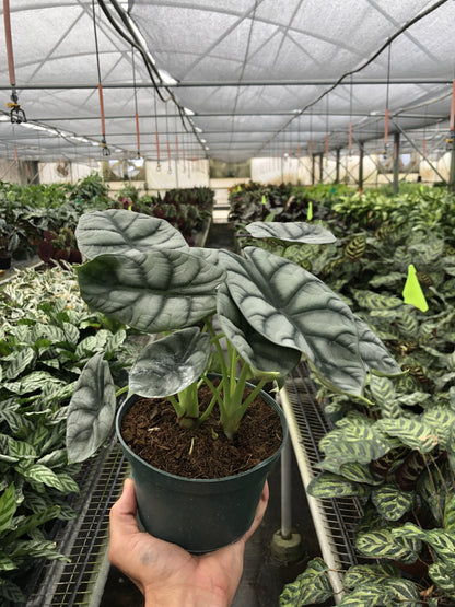 Alocasia 'Silver Dragon'