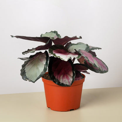 Calathea roseopicta 'Silvia'