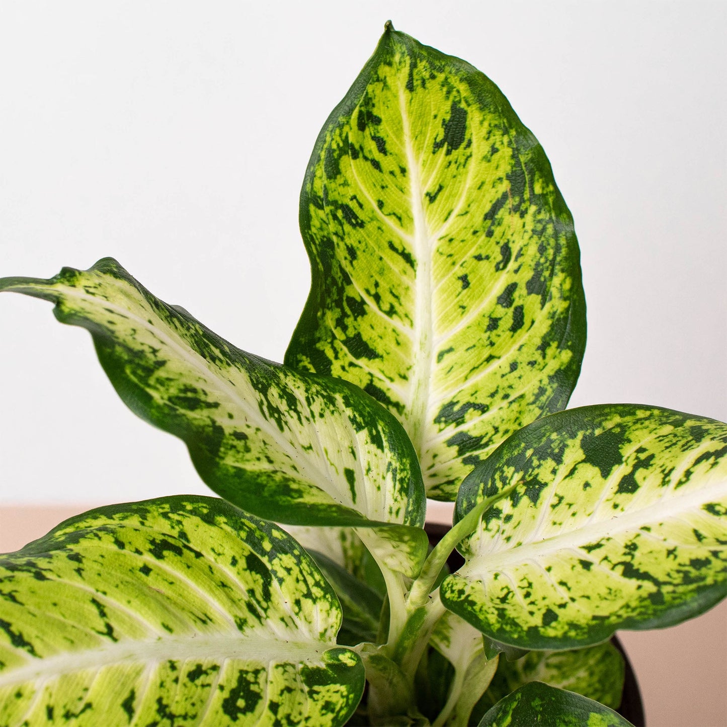 Dieffenbachia 'Amy'