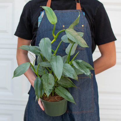 Philodendron 'Silver Sword'