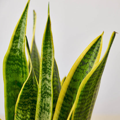 Snake Plant 'Laurentii'