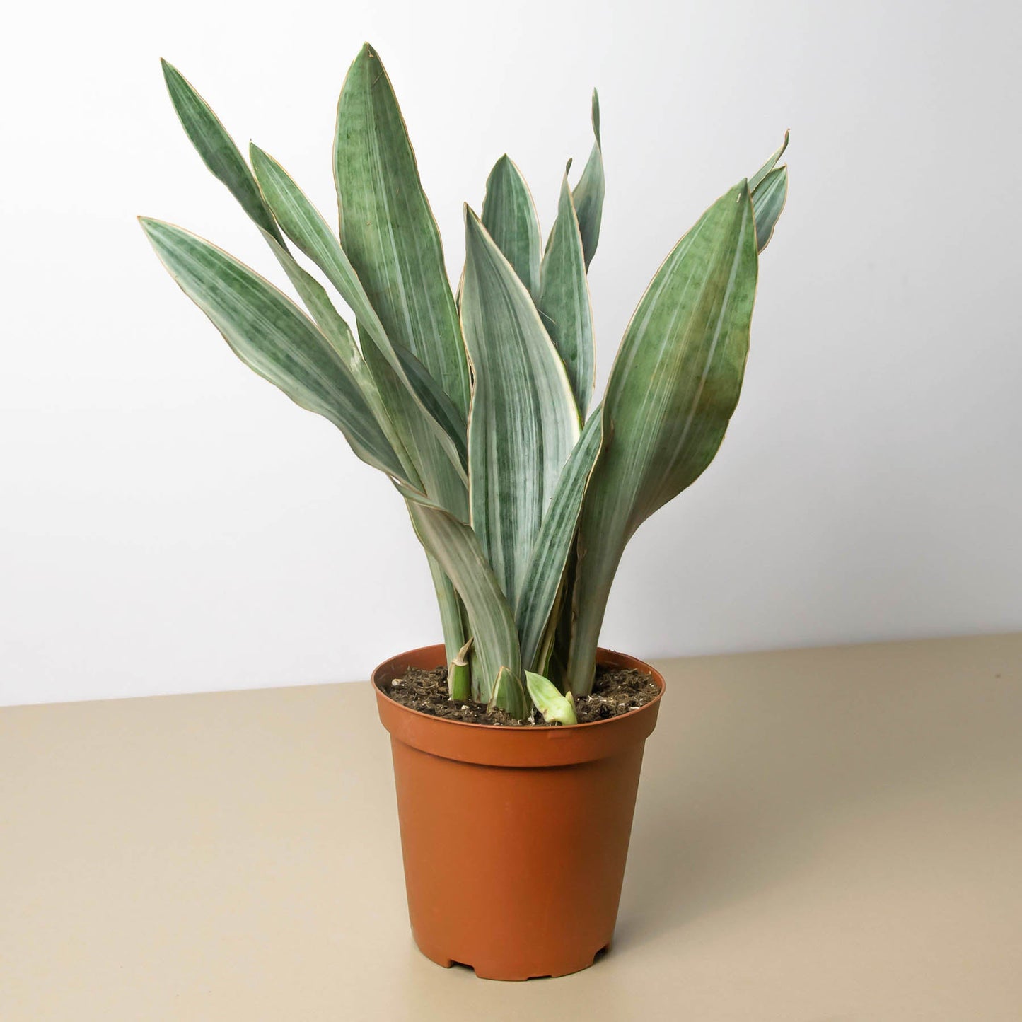 Snake Plant 'Sayuri'