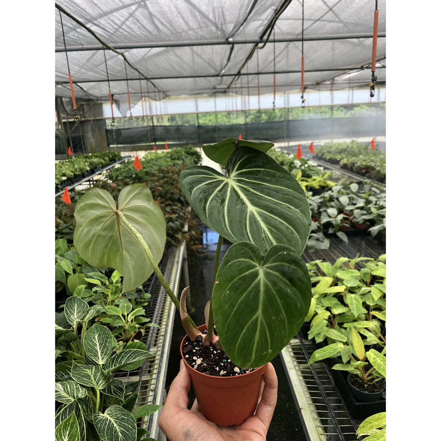 Philodendron 'Gloriosum'