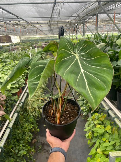 Philodendron 'Gloriosum'