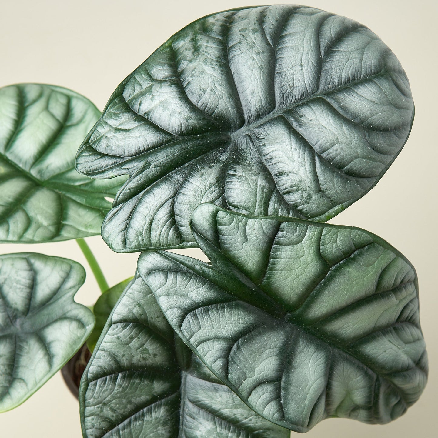 Alocasia 'Silver Dragon'