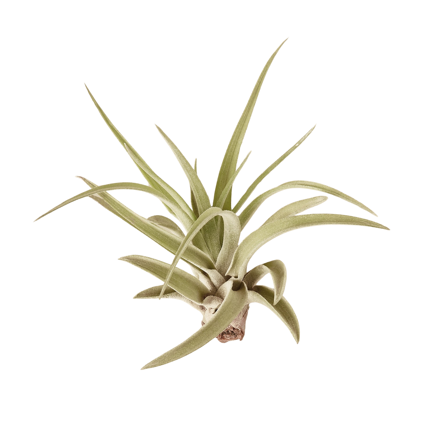 10pk Veluntina Air Plants