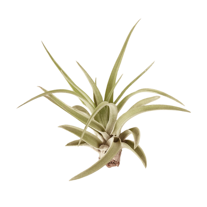 10pk Veluntina Air Plants