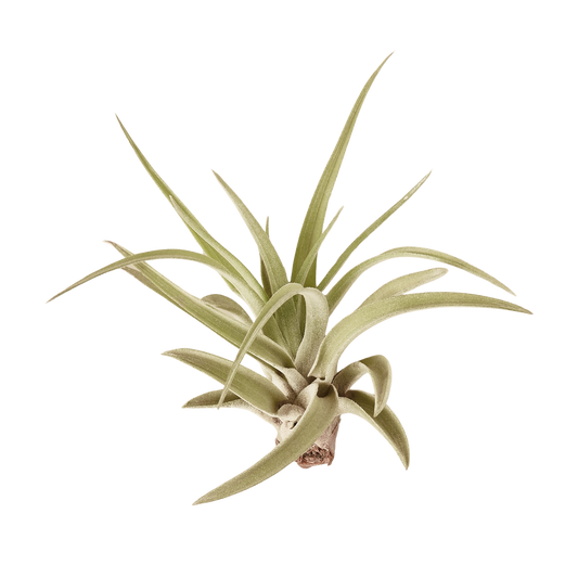 10pk Veluntina Air Plants