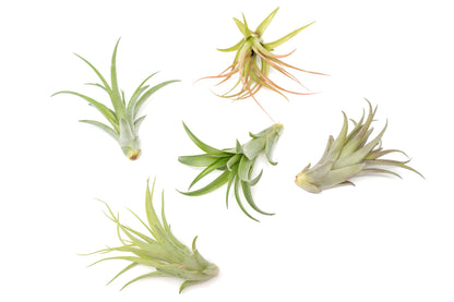 Tillandsia Abdita Brachycaulos Air Plants