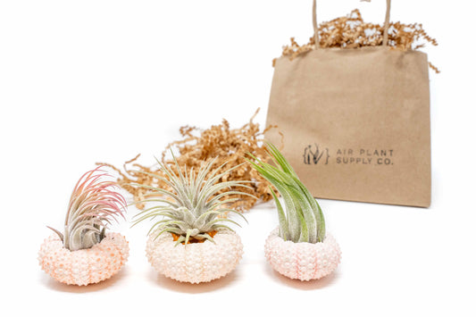 Gift Wrapped Pink Urchins with Tillandsia Air Plants