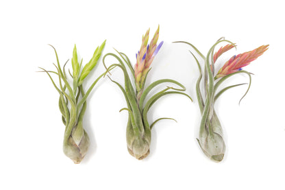 Tillandsia Caput Medusae Air Plants