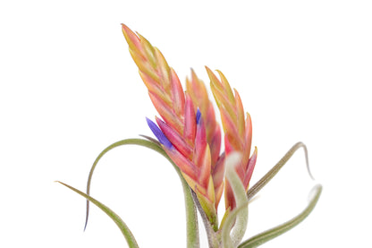 Tillandsia Caput Medusae Air Plants