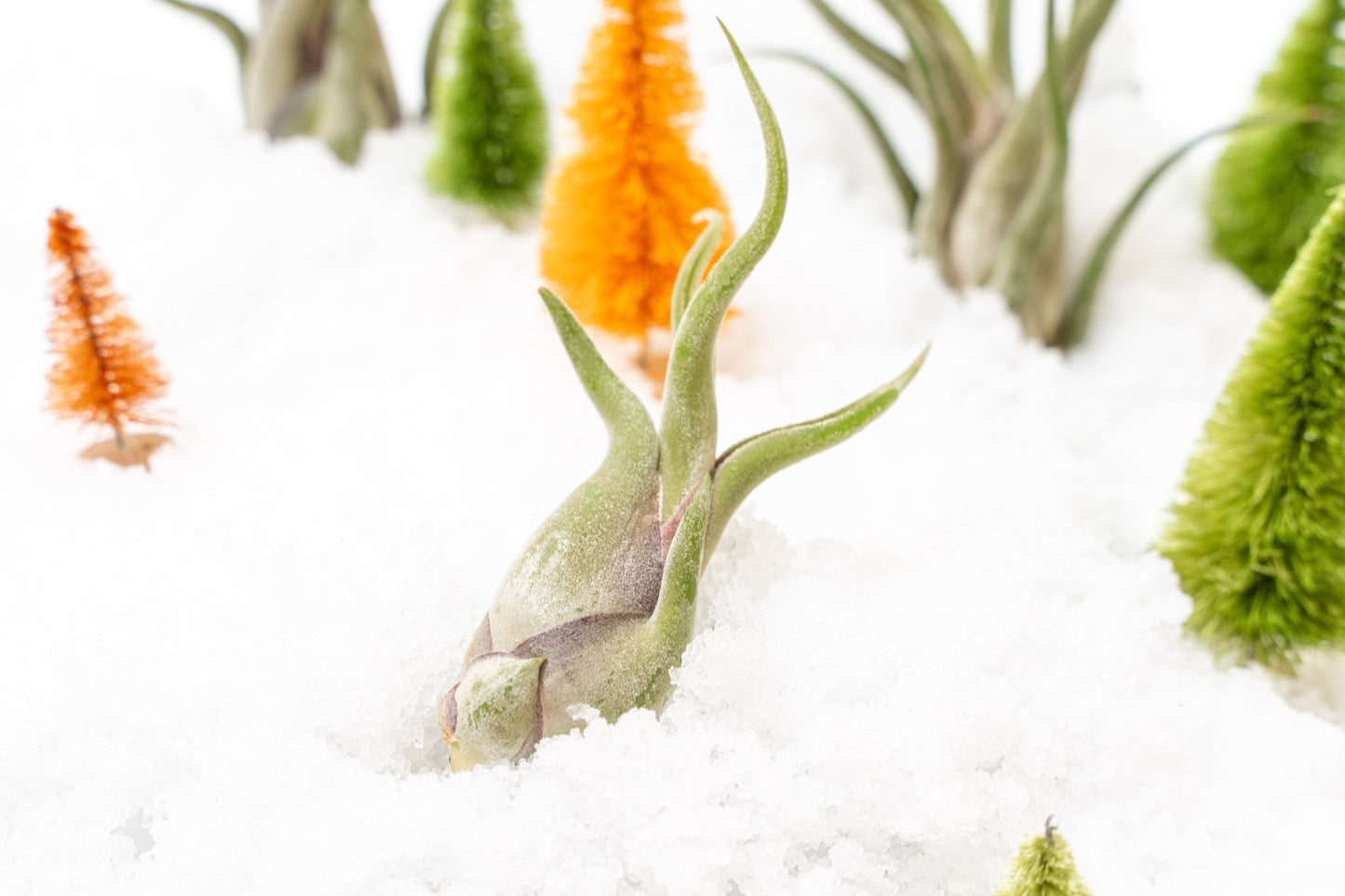 Tillandsia Caput Medusae Air Plants