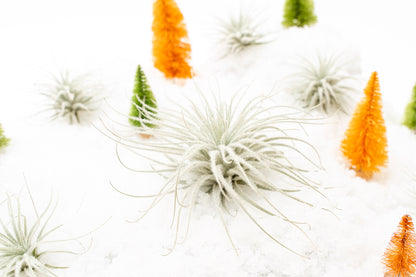 SALE - Tillandsia Tectorum Ecuador Air Plants - Set of 3, 6 or 9 - 25% Off