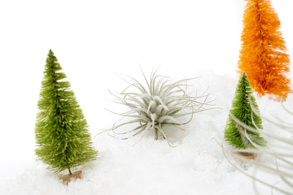 SALE - Small Tillandsia Tectorum Ecuador Air Plants - Set of 3, 6 or 9