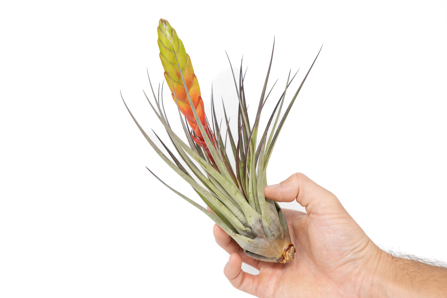 Tillandsia Fasciculata Tricolor Golden Torch Air Plants