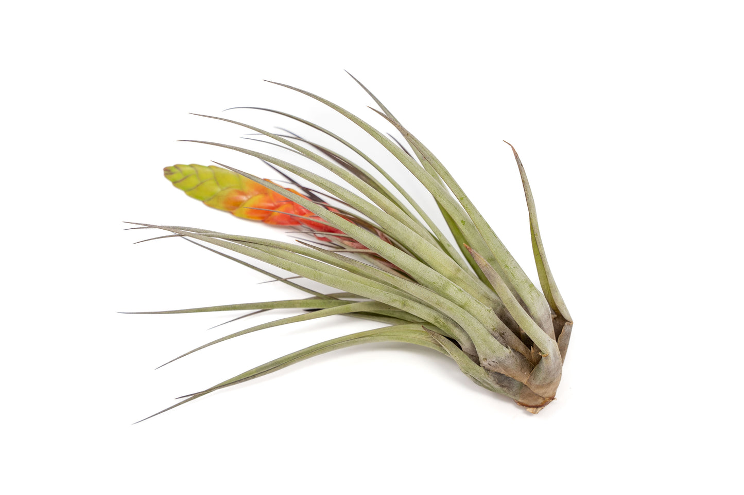 Tillandsia Fasciculata Tricolor Golden Torch Air Plants