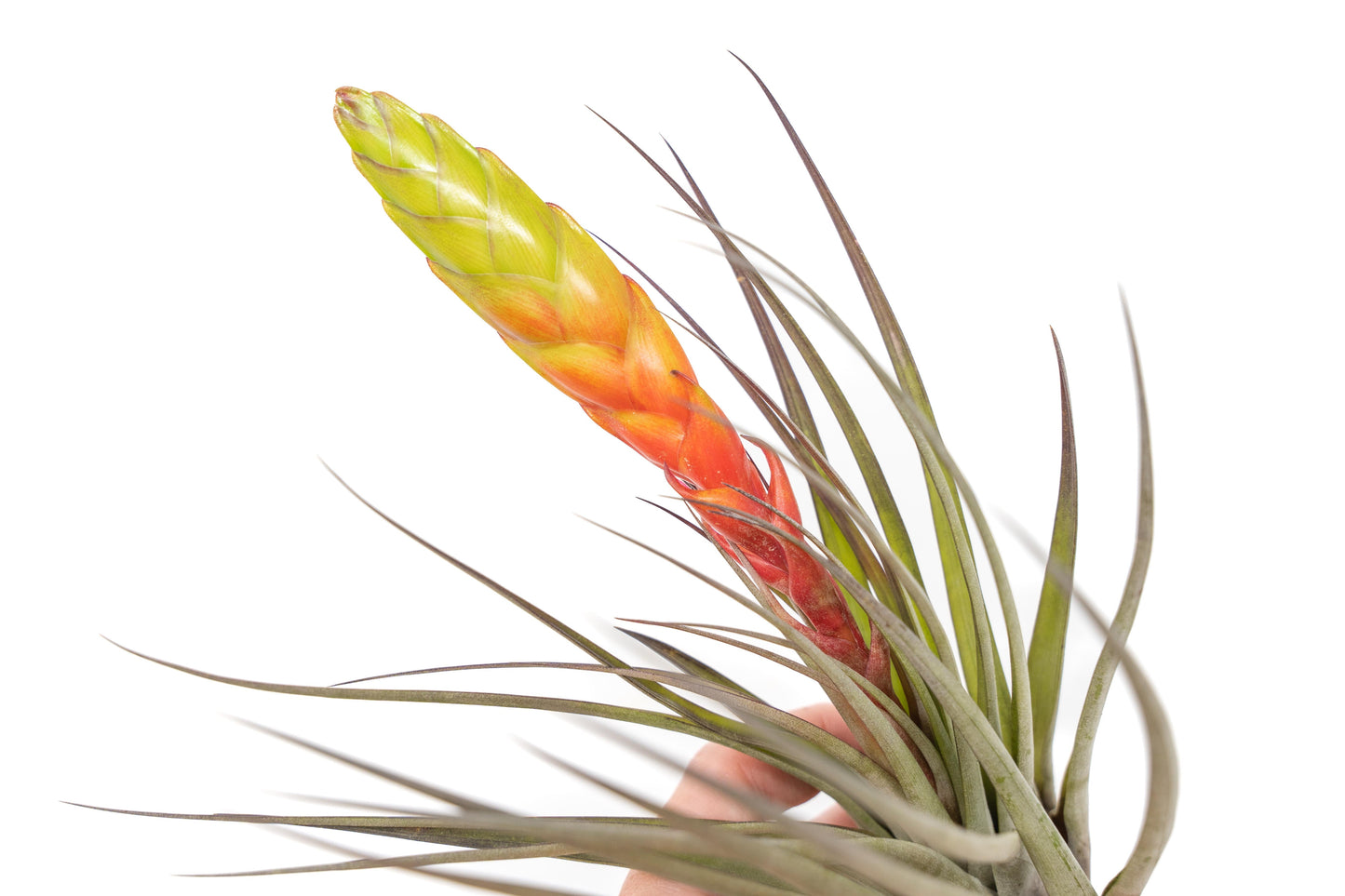 SALE - Large Tillandsia Fasciculata Tricolor Air Plants - Set of 5 or 10 - 50% Off